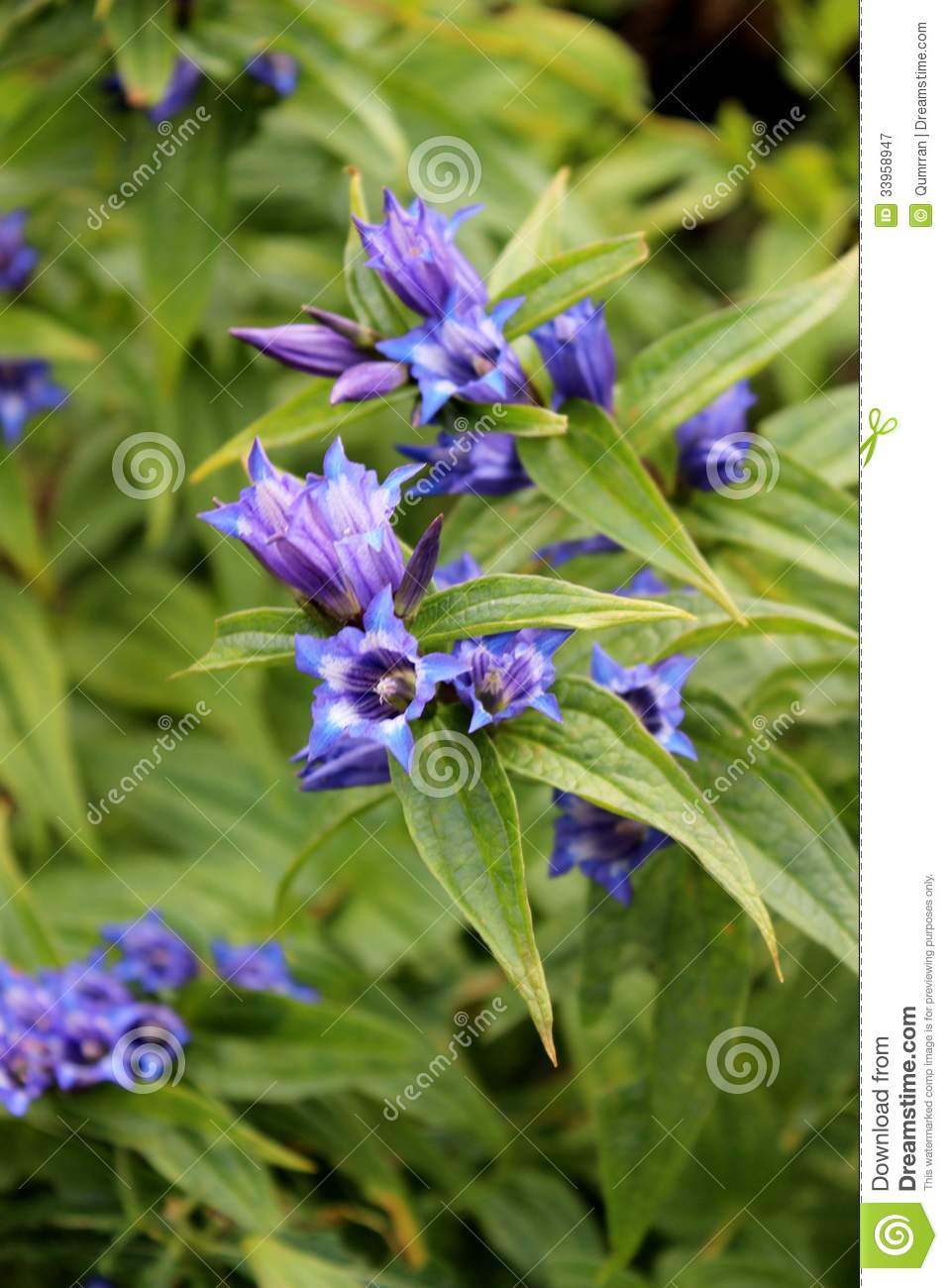 Blue Willow Gentian With Shallow Green Background Royalty Free Stock