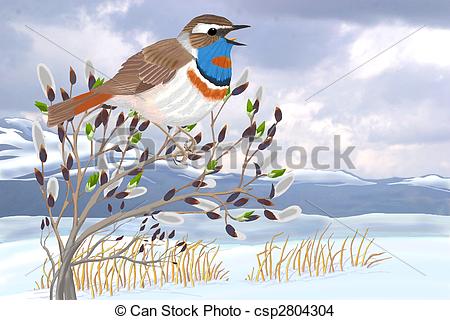 Drawing Of Bluethroat On Willow   Bluethroat On Willow   Luscinia