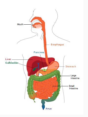 Digestive System Diagram Unlabeled   Clipart Best