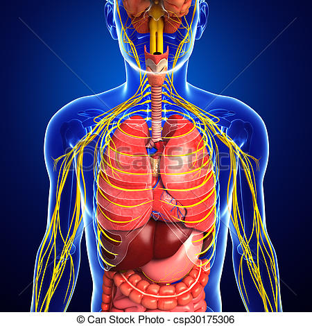 Nervous And Digestive System Artwork      Csp30175306   Search Clipart