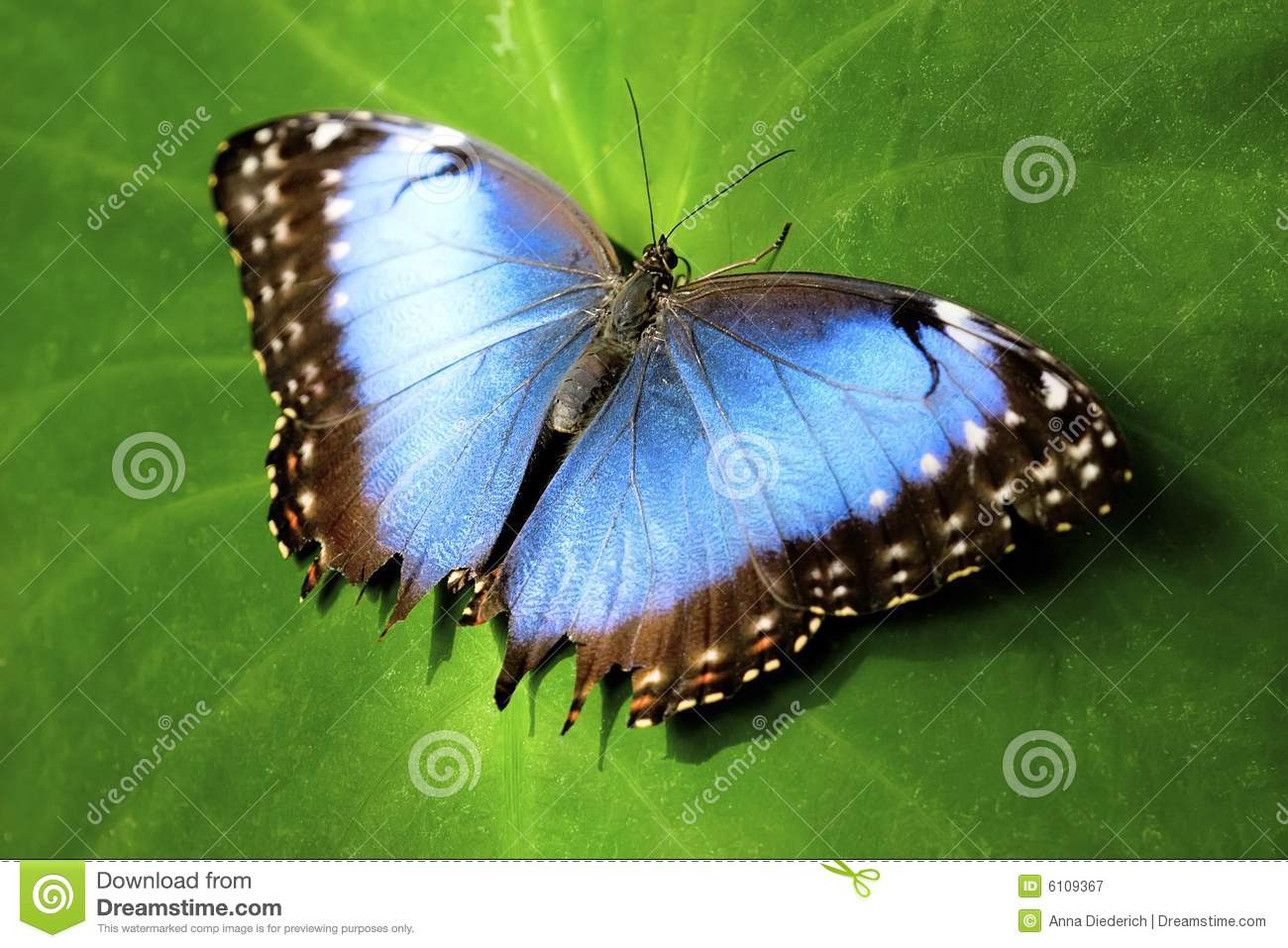 Blue Butterfly Royalty Free Stock Photography   Image  6109367