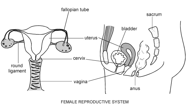 Female Reproductive System   Diagram   Patient