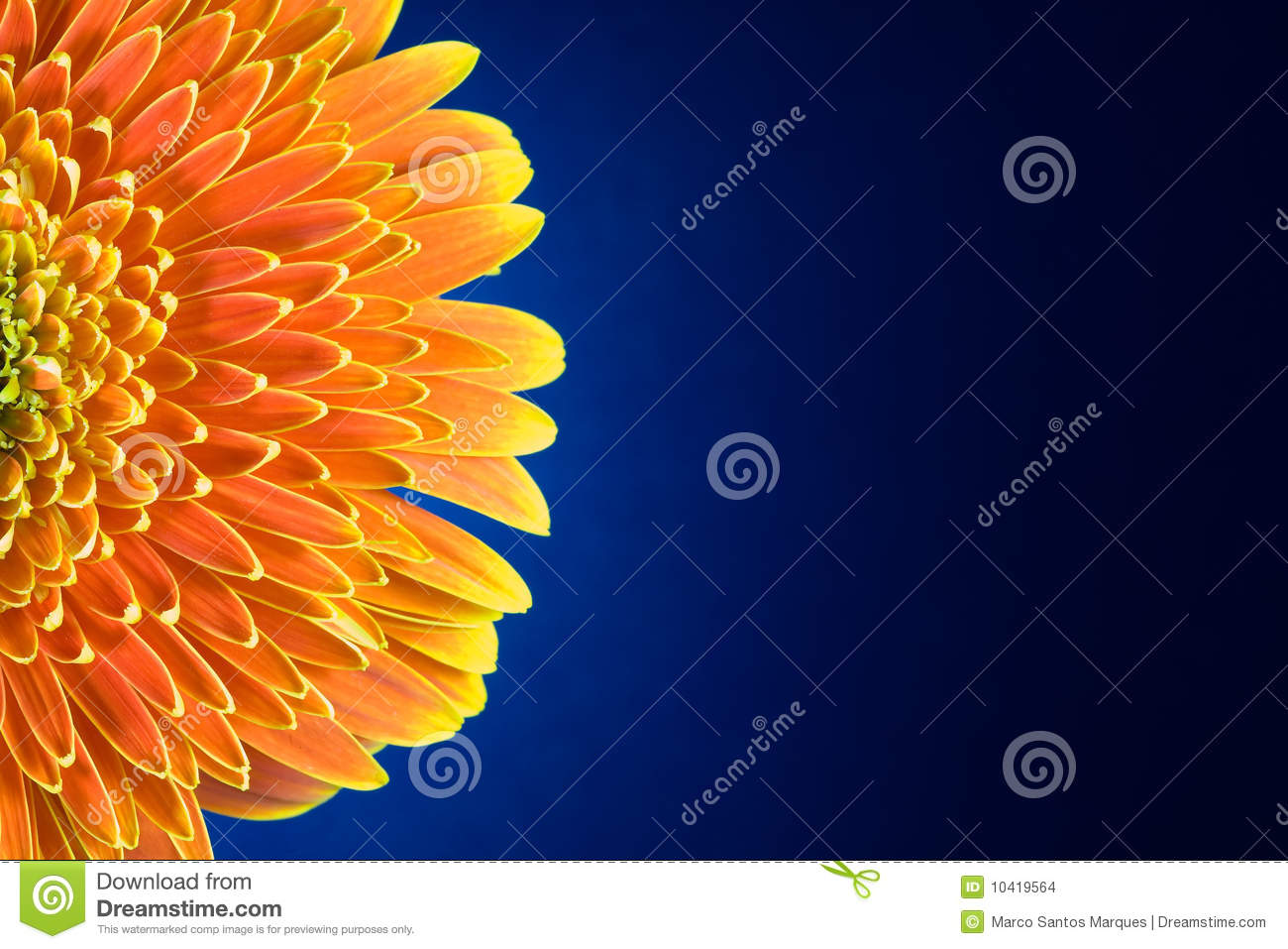Gerbera Flower Leafs Over Blue Stock Images   Image  10419564
