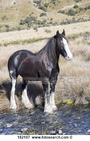 Clydesdale Horse  Black Horse Standing In A Stream  New Zealand View
