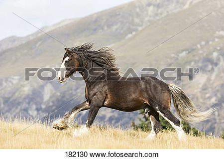 Clydesdale Horse  Chestnut Adult Galloping On A Pasture  New Zealand
