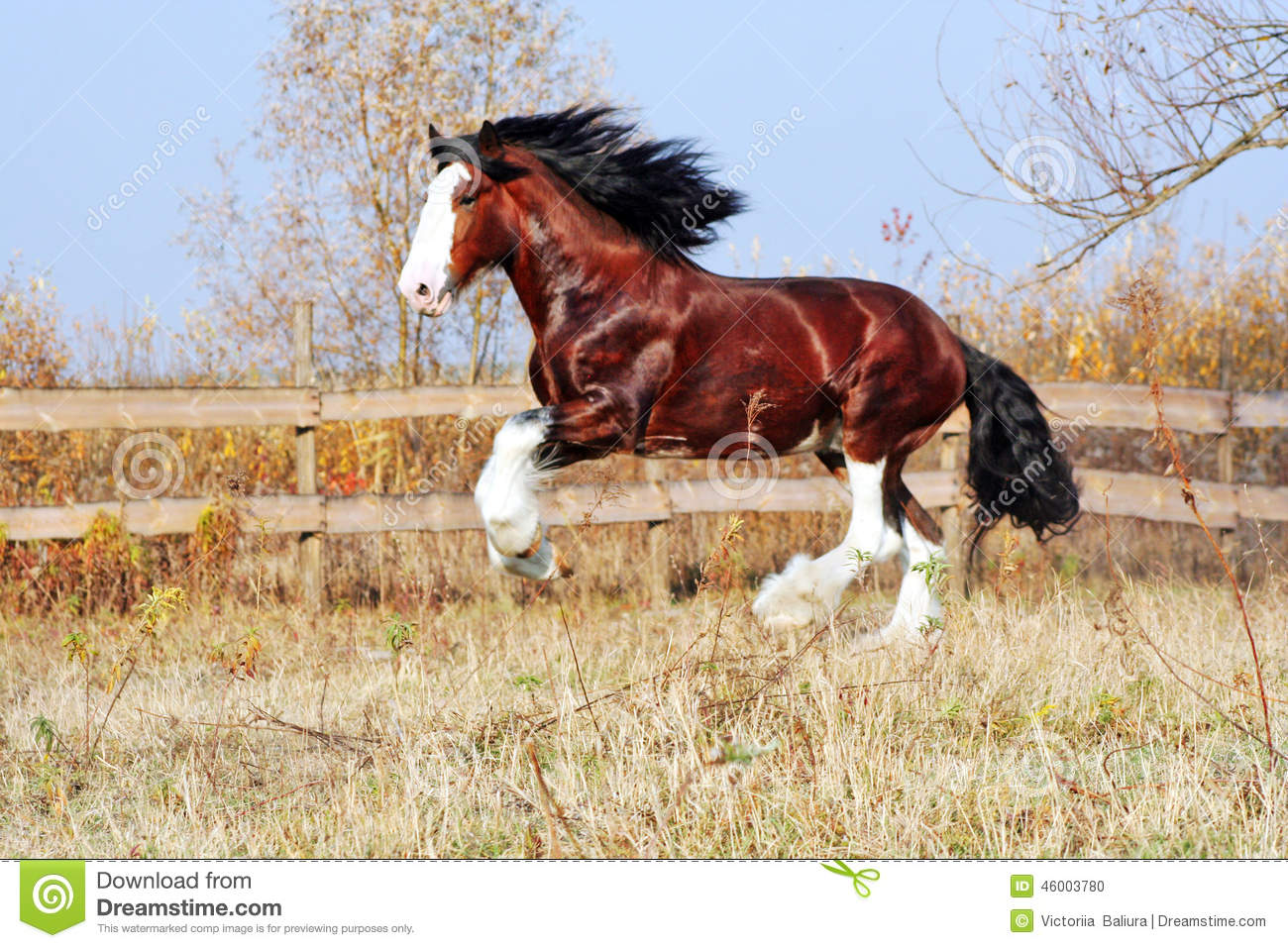Clydesdale Horse Heavy Draft Horse Breed Bay Stallion Walks In The