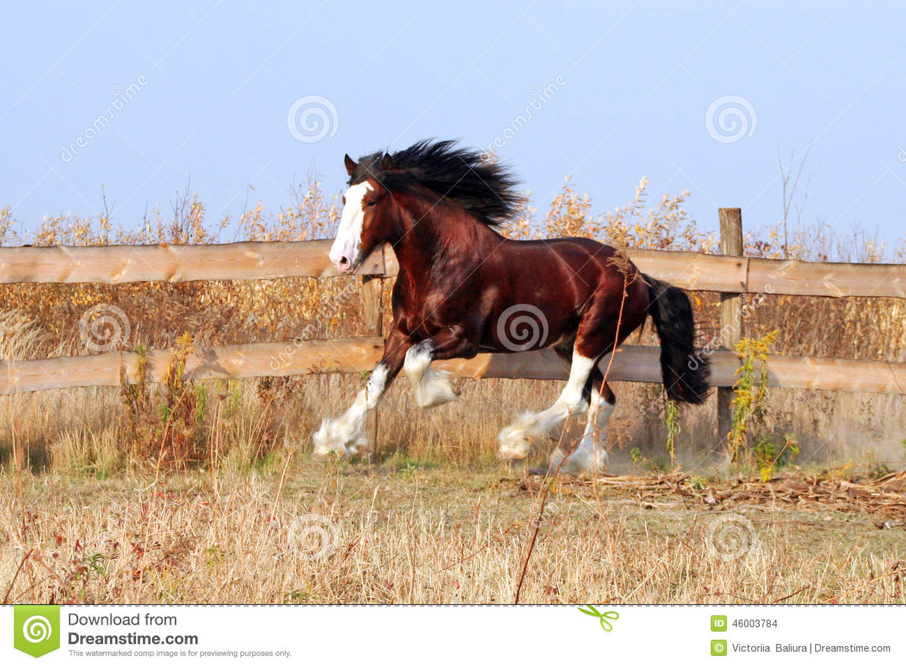 Clydesdale Horse Heavy Draft Horse Breedbay Stallion Walks In The