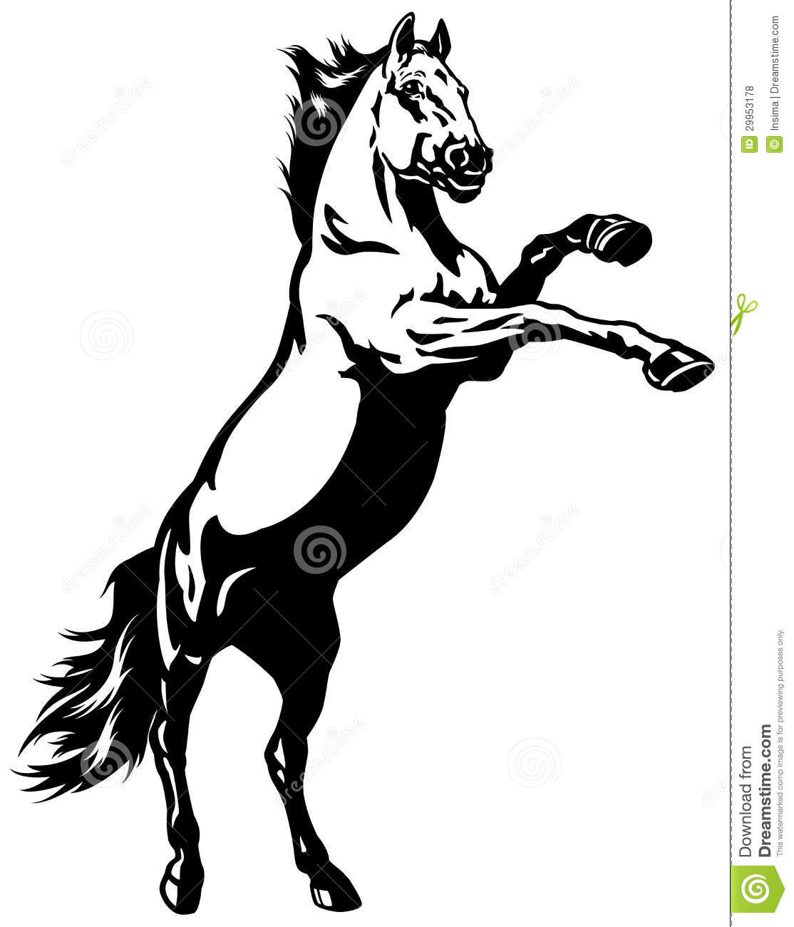 Rearing Mustang Royalty Free Stock Photos   Image  29953178