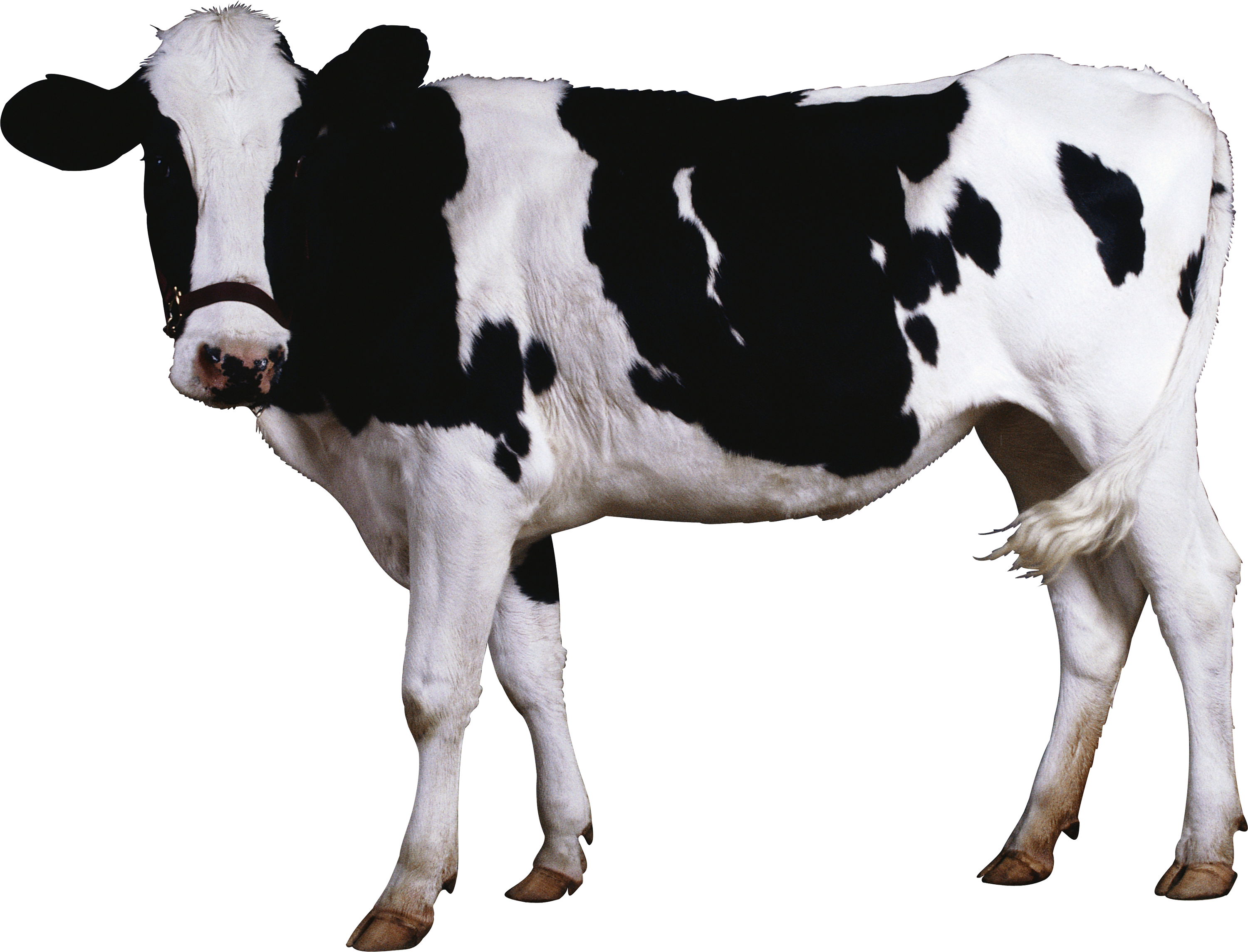 Cow Png Image   Cow Png Image