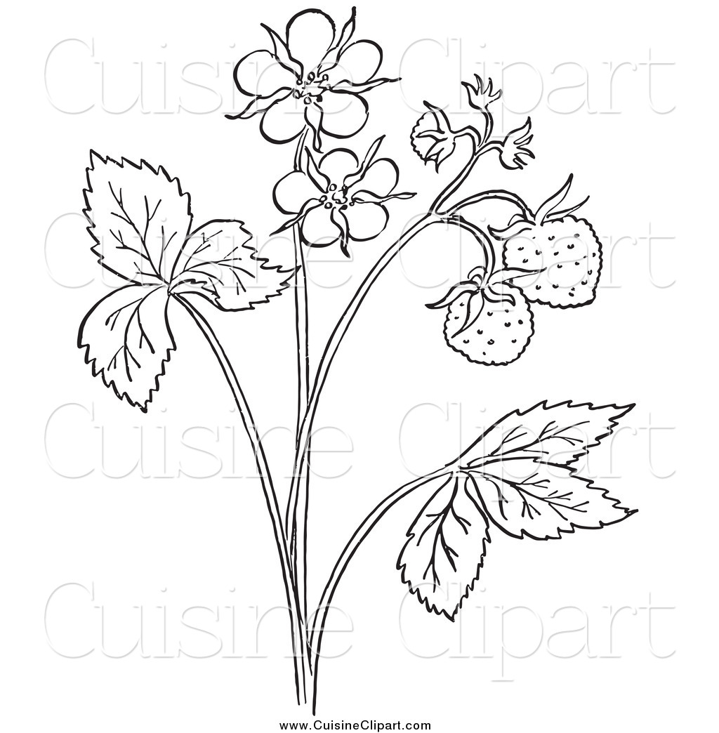 Cuisine Clipart Of A Black And White Strawberry Plant With Blossoms By