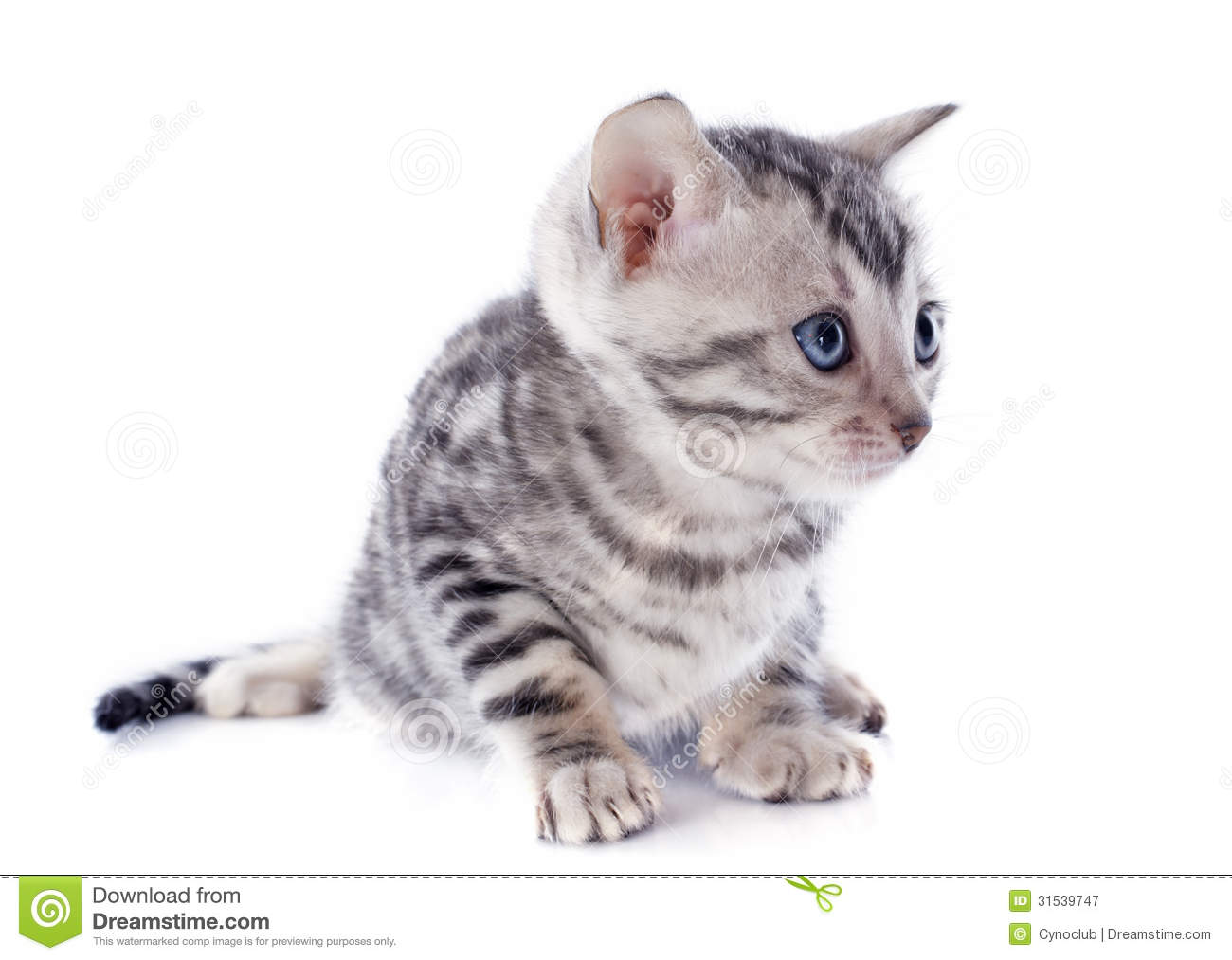 Bengal Kitten Royalty Free Stock Photography   Image  31539747