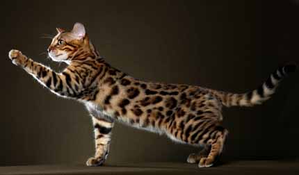 Mystre S Bengals Cattery   Breeder Of Superior Bengal Kittens And