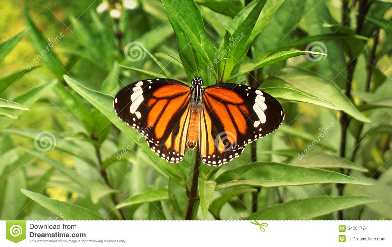 Oriental Striped Tiger Butterfly Fully Spread Wings  Danaus Genutia